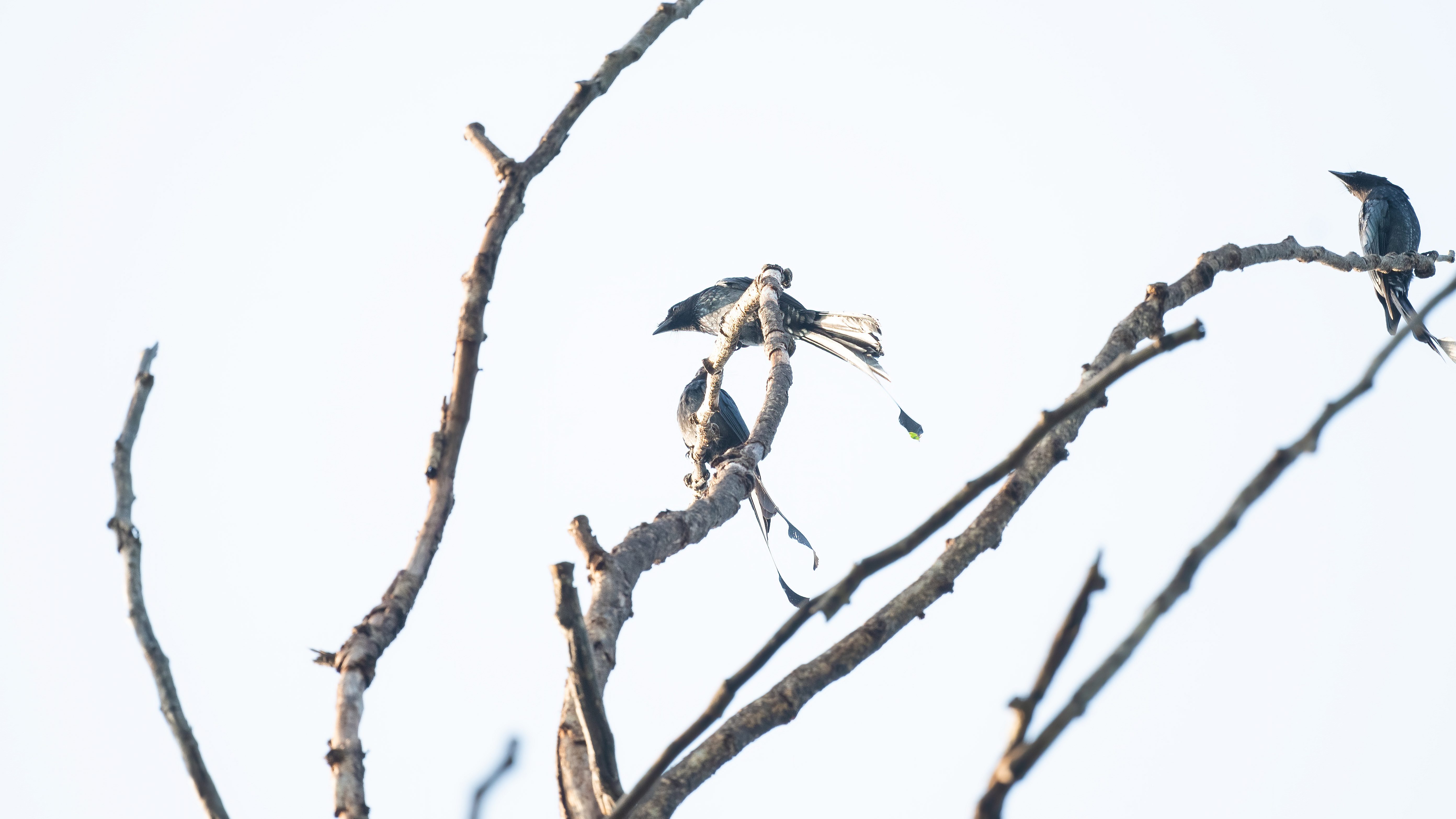 Greater Racket-tailed Drongo